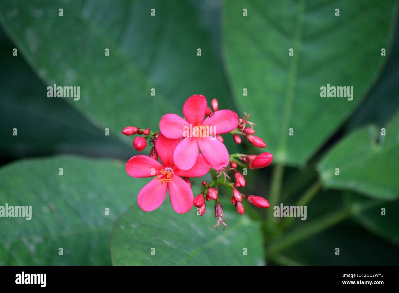 In einem Garten blühende rosa Jatropha-Blüten (Jatropha integerrima) Stockfoto