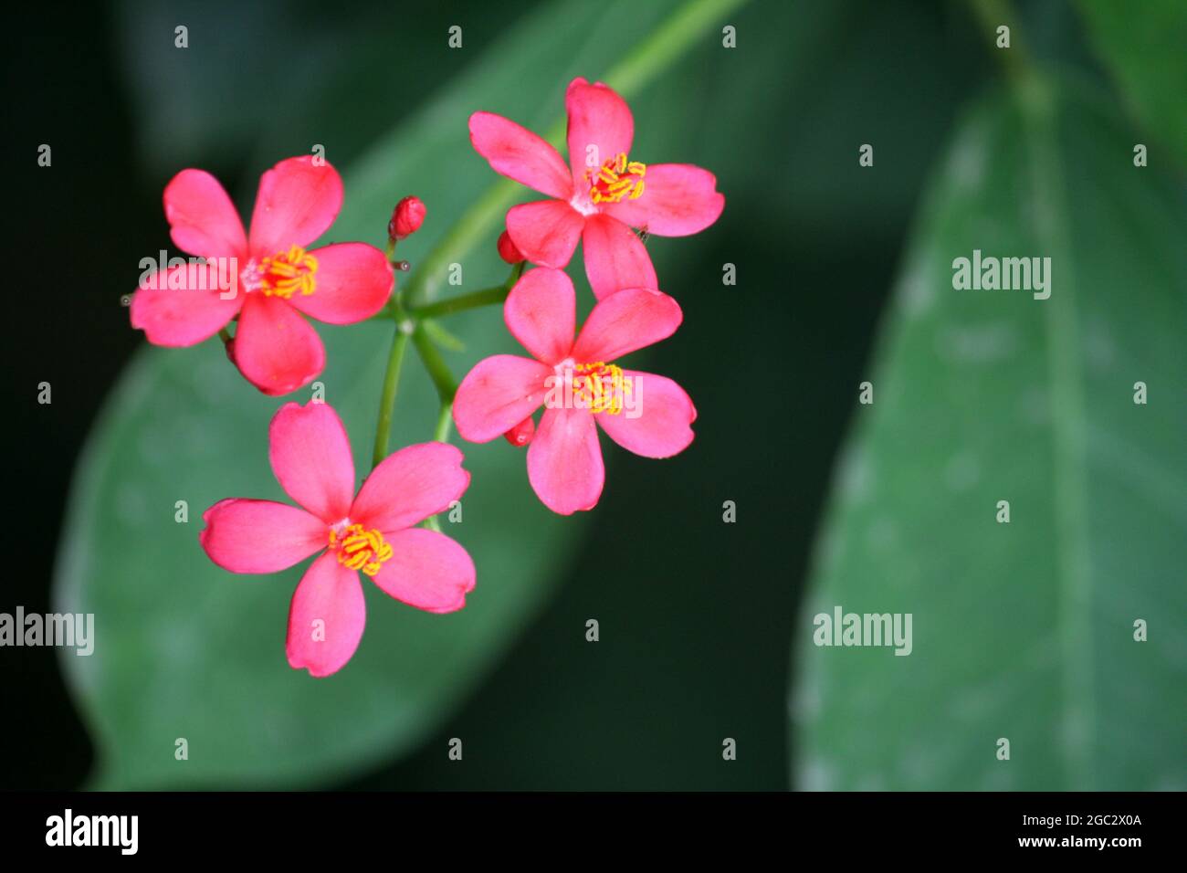 In einem Garten blühende rosa Jatropha-Blüten (Jatropha integerrima) Stockfoto