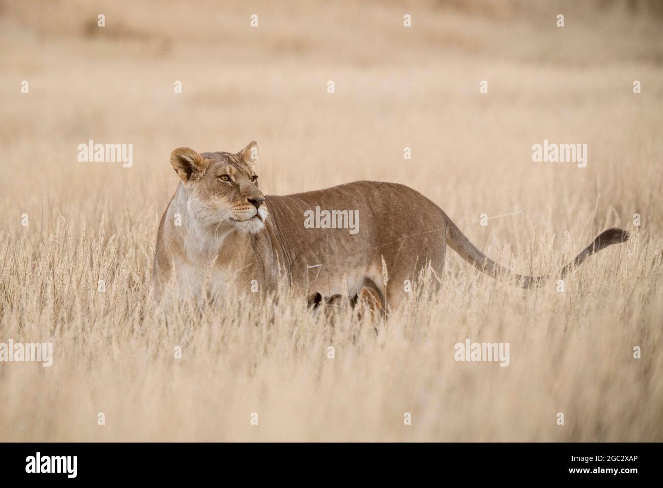 Löwe im Gras, Panthera leo, Kgalagadi Transfrontier Park, Südafrika Stockfoto
