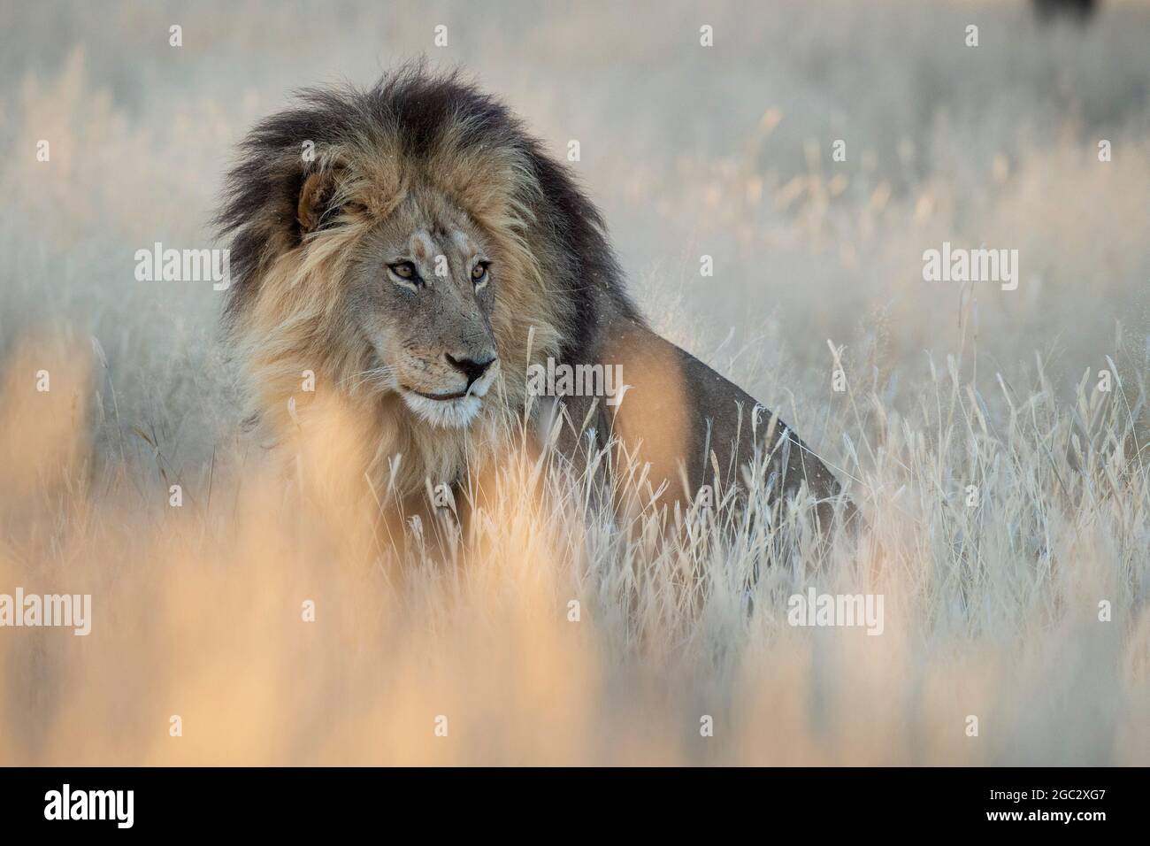 kalahari-Löwe, Panthera leo, Kgalagadi Transfrontier Park, Südafrika Stockfoto