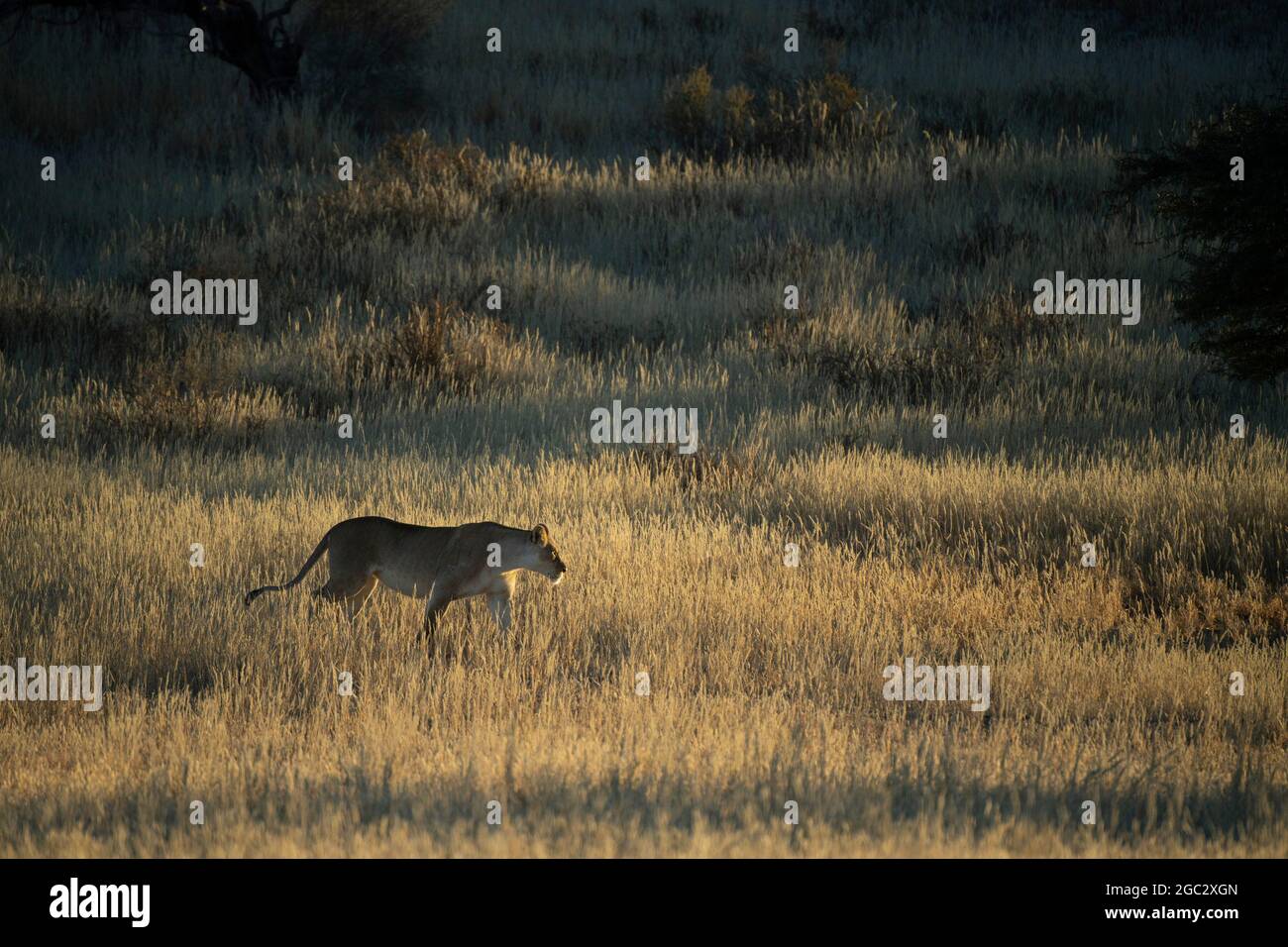 Lion, Panthera Leo, Kgalagadi Transfrontier Park, Südafrika Stockfoto