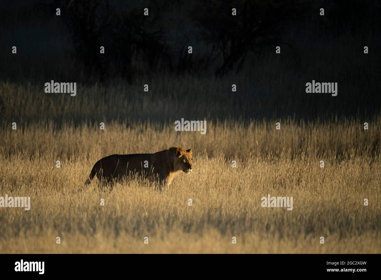 Lion, Panthera Leo, Kgalagadi Transfrontier Park, Südafrika Stockfoto