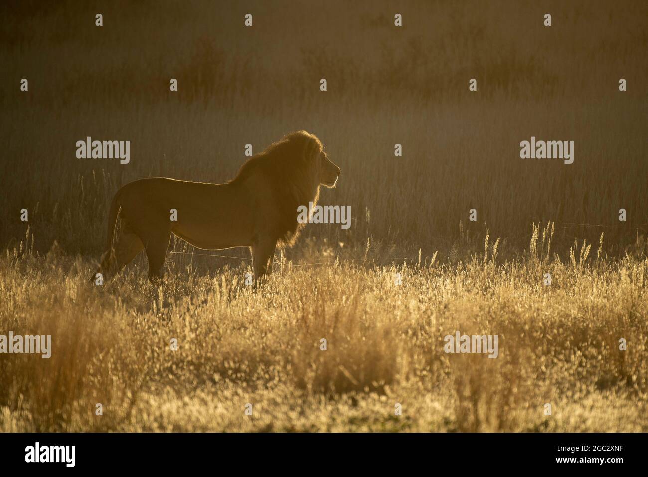 Schwarzer kalahari-Löwe bei Sonnenaufgang, Panthera leo, Kgalagadi Transfrontier Park, Südafrika Stockfoto