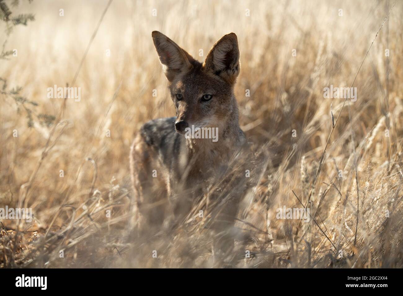 Schwarzrückenschakal, Canis mesomelas, Kgalagadi Transfrontier Park, Südafrika Stockfoto
