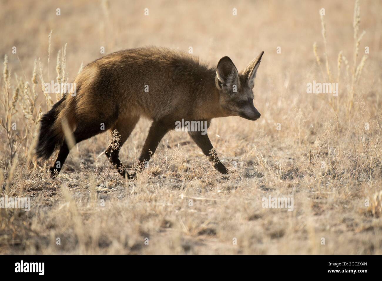 Hieb-eared Fuchs, Otocyon Megalotis Kgalagadi Transfrontier Park, Südafrika Stockfoto