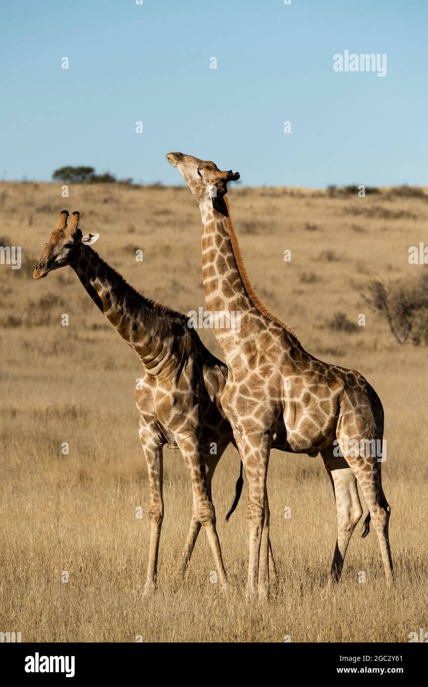Südliche Giraffen, Giraffa camelopardalis giraffa, Kgalagadi Transfrontier Park, Südafrika Stockfoto