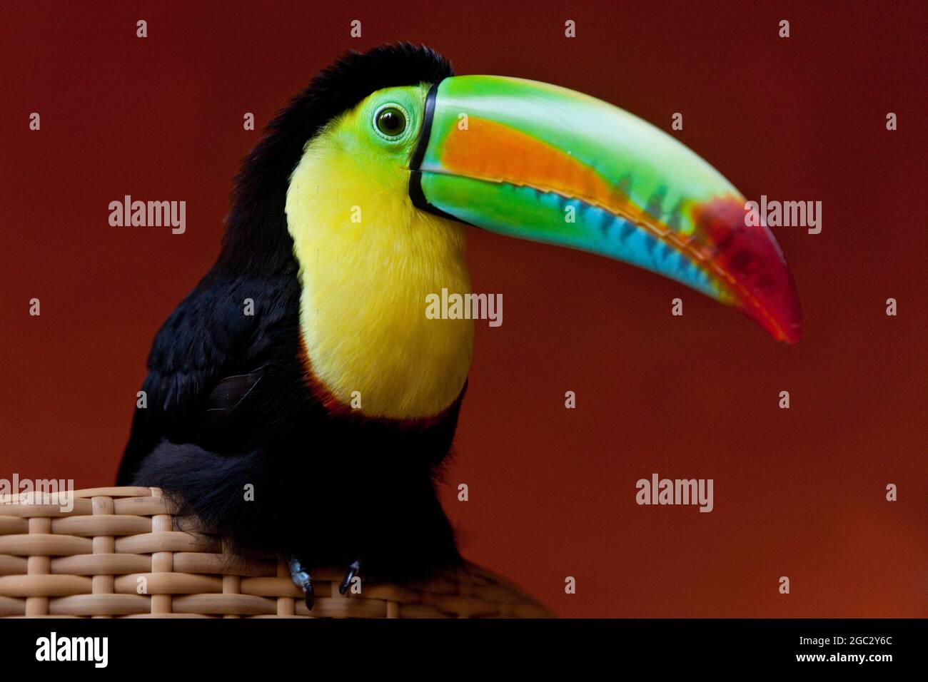 Ein Haustier Tukan in Kolumbien. Stockfoto Ein Haustier Tukan in Kolumbien. Stockfoto