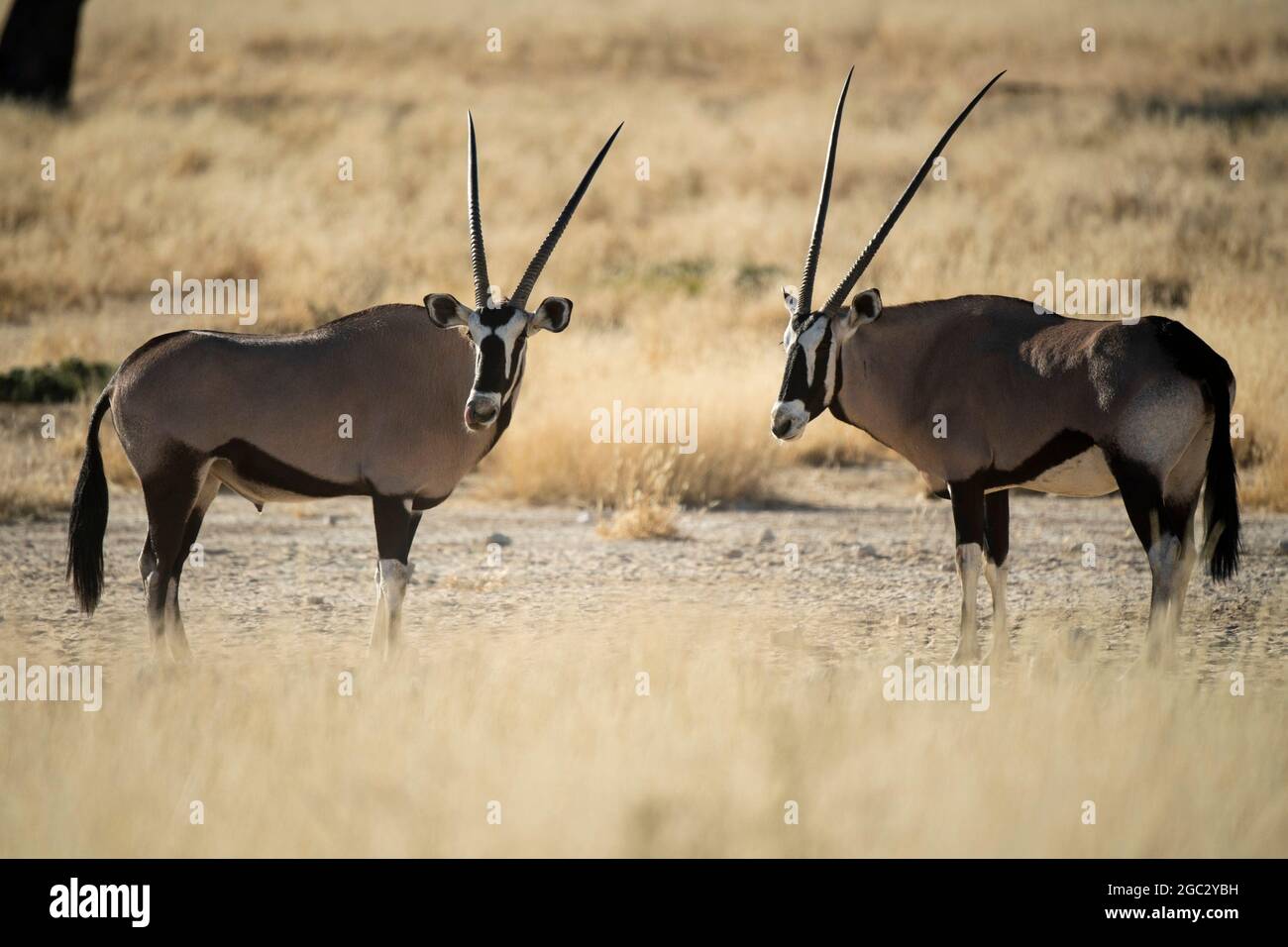 Gemsbock, Oryx Gazella Gazella, Kgalagadi Transfrontier Park, Südafrika Stockfoto