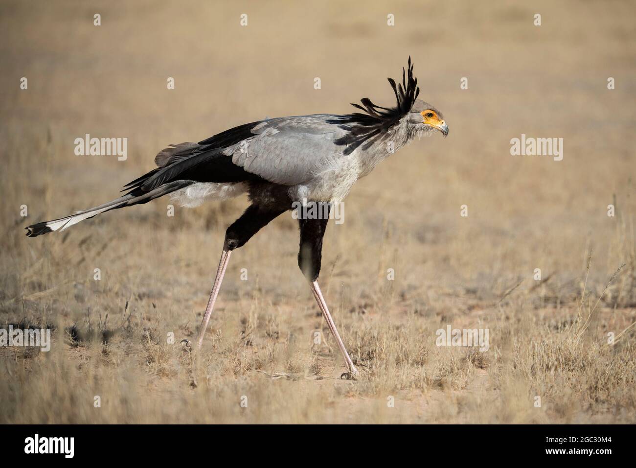 Secretary Bird, Sagittarius serpentarius, Kgalagadi Transfrontier Park, Südafrika Stockfoto