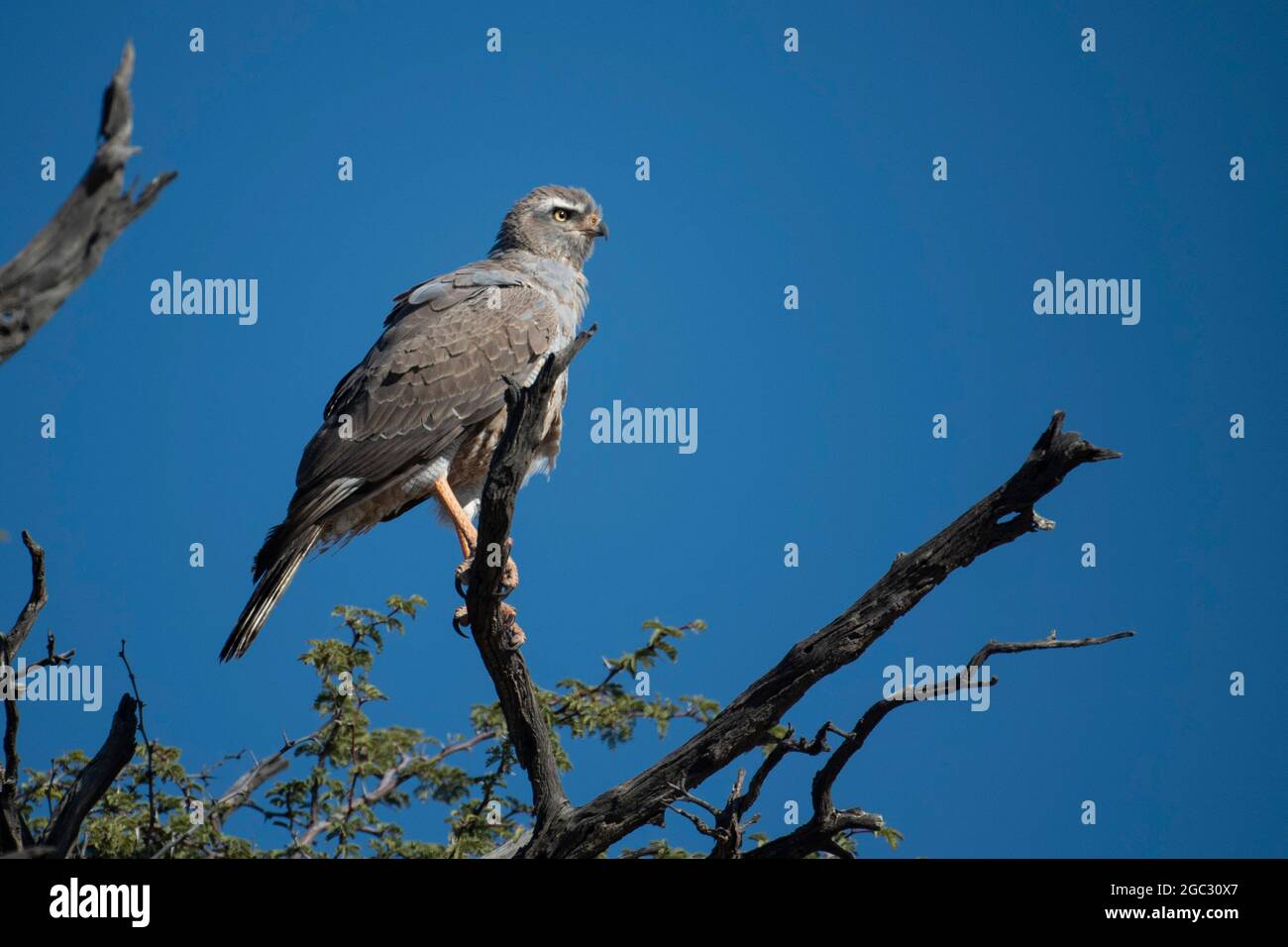 Unreifer Ovambo sparrowhawk, Accipiter ovampensis, Kgalagadi Transfrontier Park, Südafrika Stockfoto