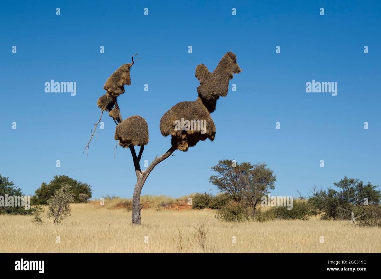 Geselliges Webernest, Kgalagadi Transfrontier Park, Südafrika Stockfoto