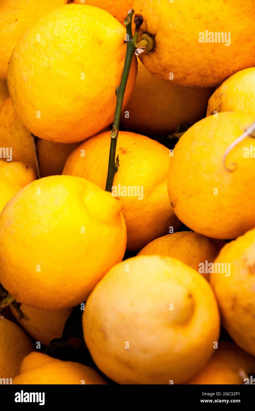 Zitronen sind in Italien allgegenwärtig, werden verwendet, um Limoncello zu machen und einer gesunden Ernährung Geschmack zu verleihen. Stockfoto