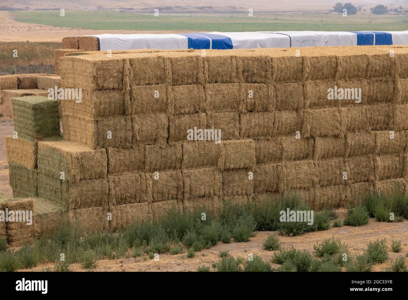Alfalfa-Heuballen, die auf der Farm im Gebiet von Palouse, Bundesstaat Washington, USA, zum Sterben gestapelt wurden Stockfoto