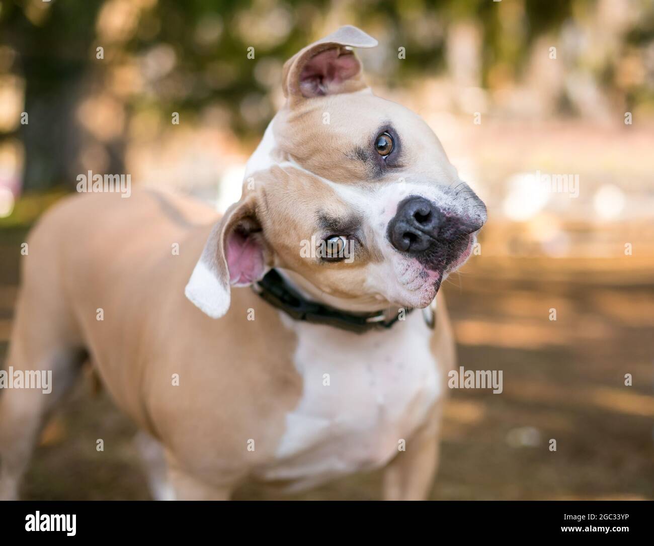 Ein kalter Pit Bull Terrier Mischlingshund, der die Kamera mit einer starken Kopfneigung anschaut Stockfoto