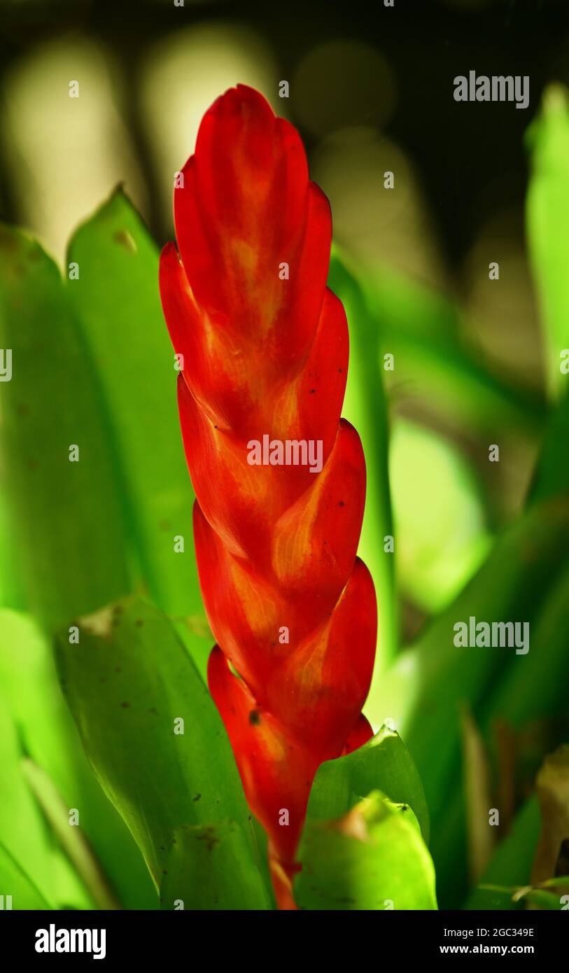 Vriesea incurvata eine endemische Pflanze des Atlantischen Waldes, Brasilien Stockfoto