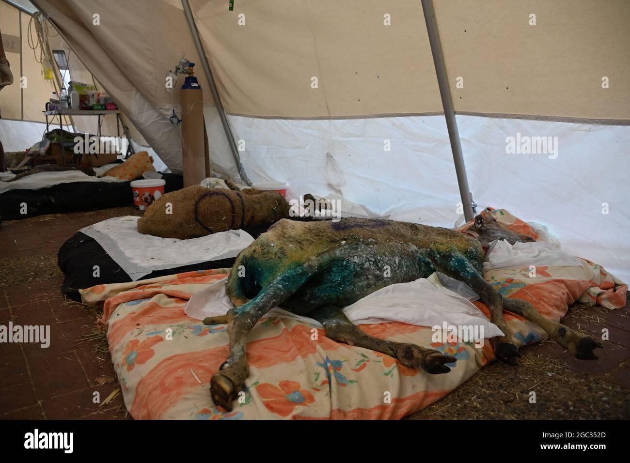 Manavgat, Türkei. August 2021. Schafe liegen in einer provisorischen Tierklinik, nachdem sie beim Feuer verletzt wurden. Quelle: Anne Pollmann/dpa/Alamy Live News Quelle: dpa picture Alliance/Alamy Live News Stockfoto