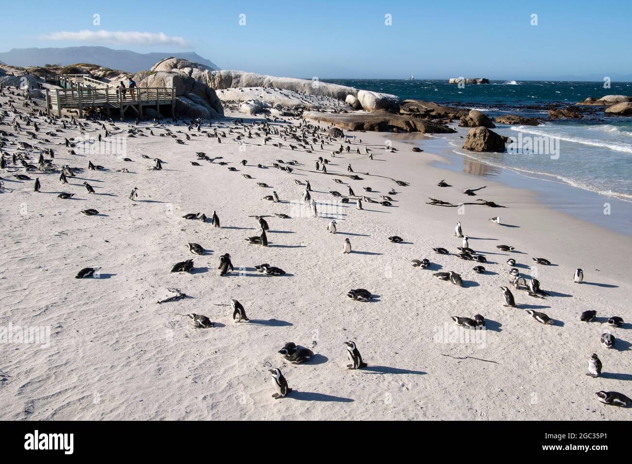 Afrikanische Pinguine, Spheniscus Demersus, Boulders Beach, Cape Peninsula, Südafrika Stockfoto