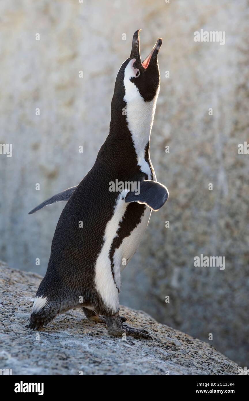 Afrikanischer Penguin, Spheniscus Demersus, Boulders Beach, Cape Peninsula, Südafrika Stockfoto