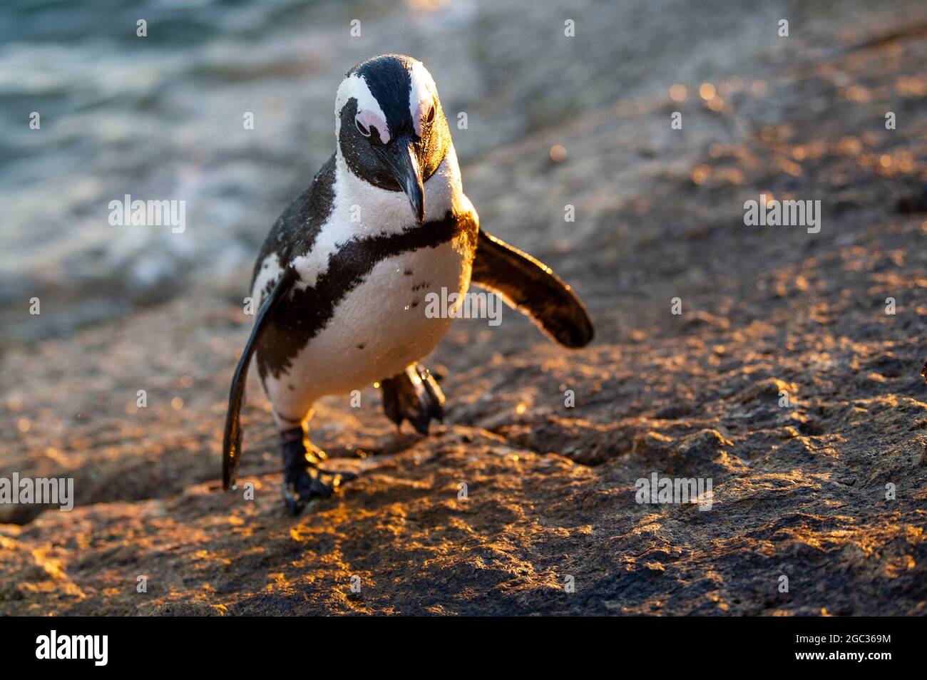 Afrikanischer Penguin, Spheniscus Demersus, Boulders Beach, Cape Peninsula, Südafrika Stockfoto