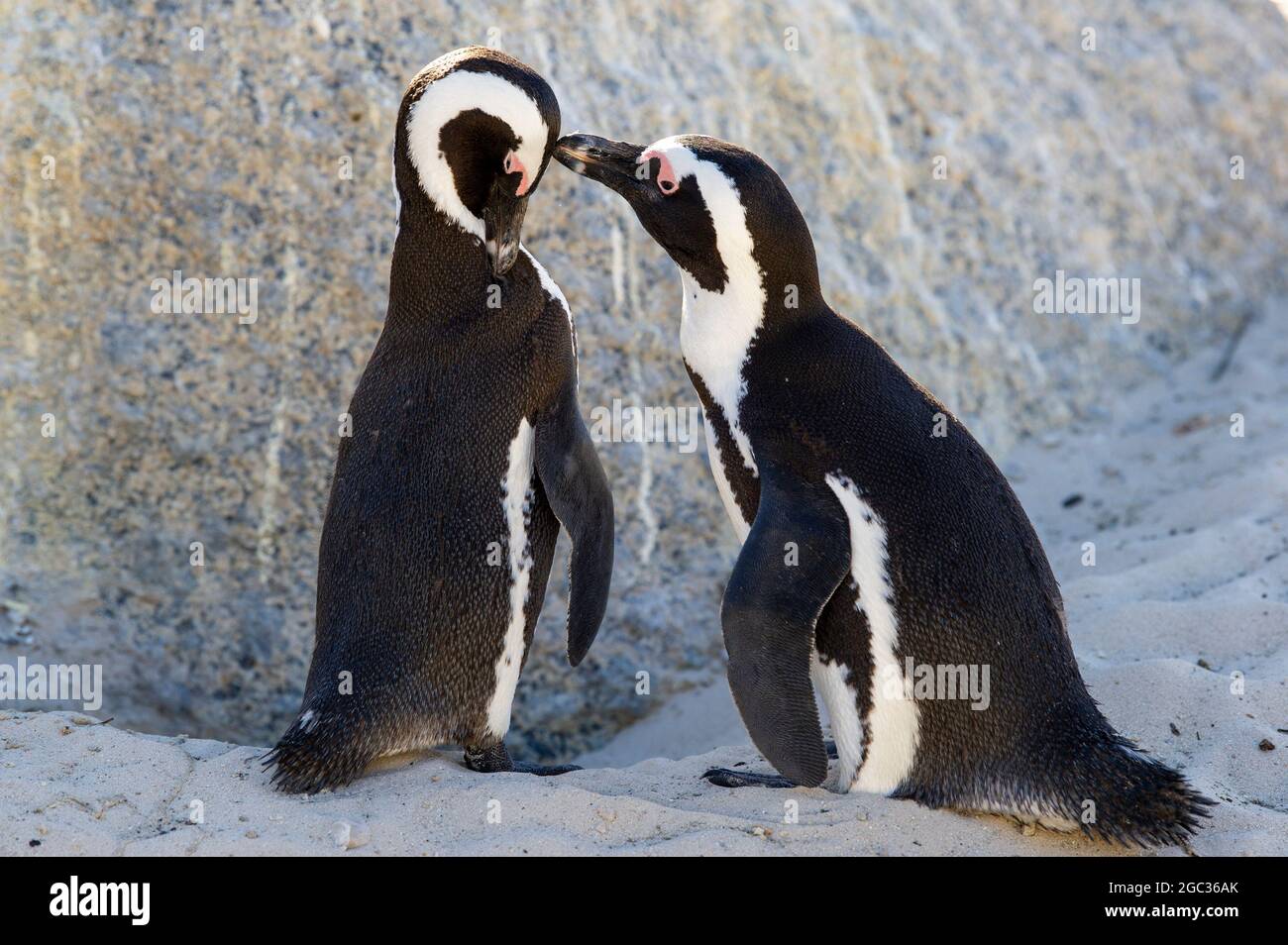 Afrikanische Pinguine, Fellpflege, Spheniscus Demersus, Boulders Beach, Cape Peninsula, Südafrika Stockfoto