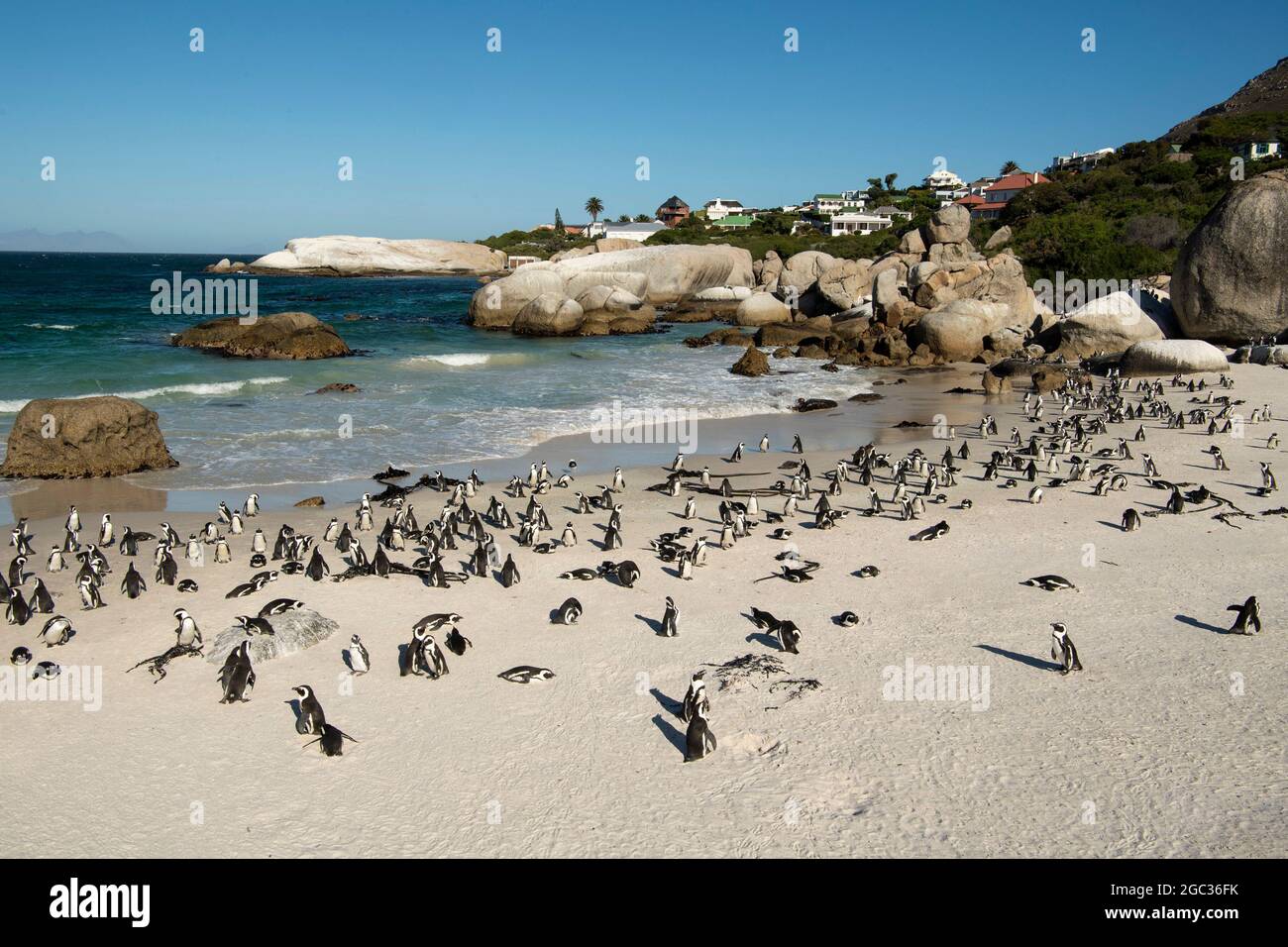 Afrikanische Pinguine, Spheniscus Demersus, Boulders Beach, Cape Peninsula, Südafrika Stockfoto