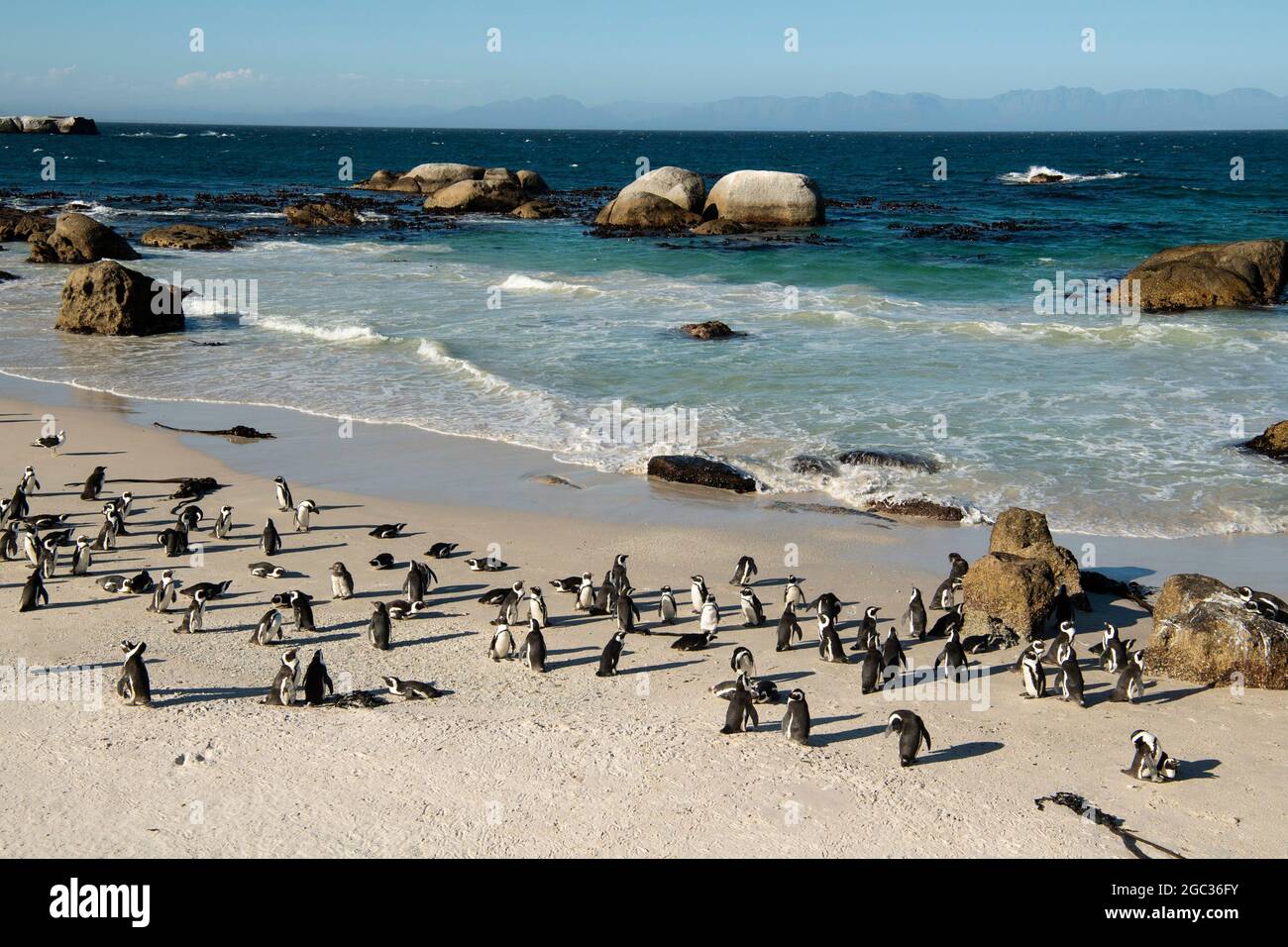 Afrikanische Pinguine, Spheniscus Demersus, Boulders Beach, Cape Peninsula, Südafrika Stockfoto