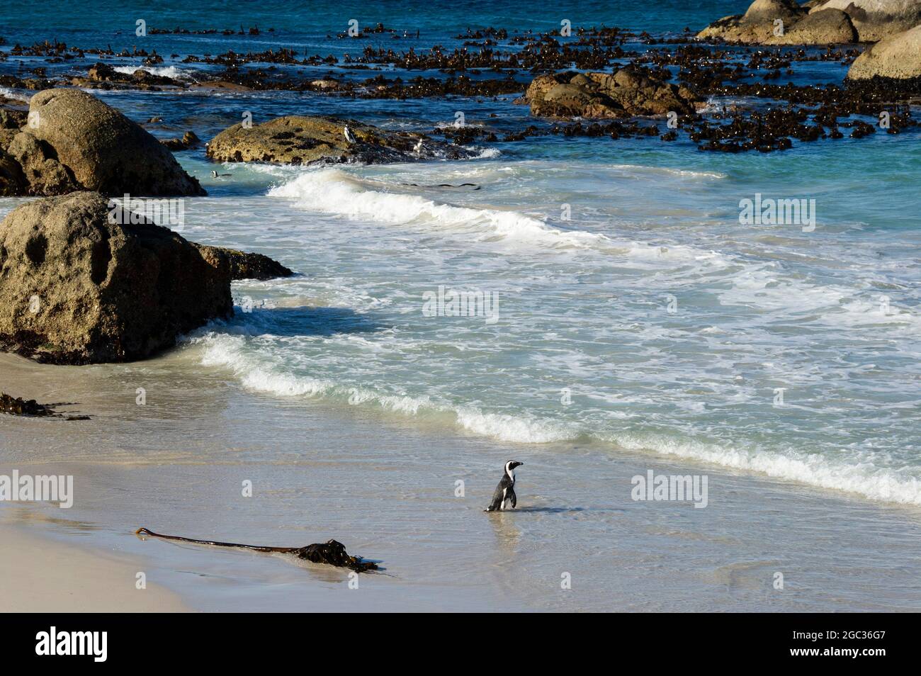 Afrikanischer Penguin, Spheniscus Demersus, Boulders Beach, Cape Peninsula, Südafrika Stockfoto