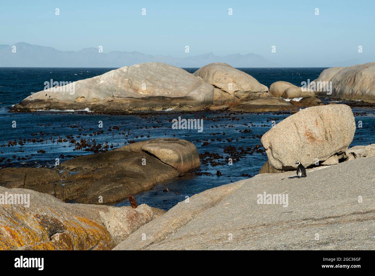 Afrikanischer Penguin, Spheniscus Demersus, Boulders Beach, Cape Peninsula, Südafrika Stockfoto
