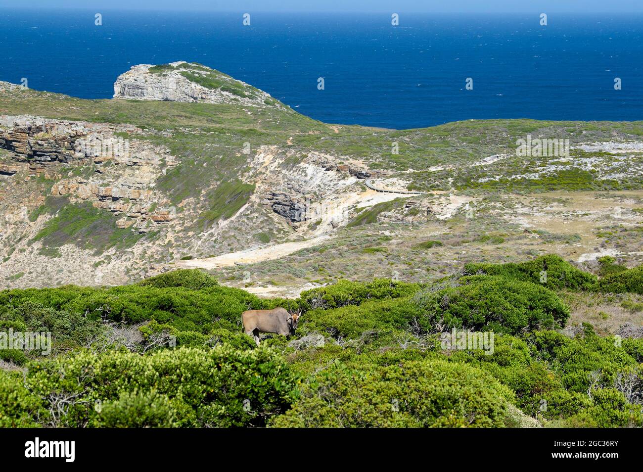 Gemeines Eland, Tragelaphus oryx, Cape of Good Hope Nature Reserve, Kap-Halbinsel, Südafrika Stockfoto