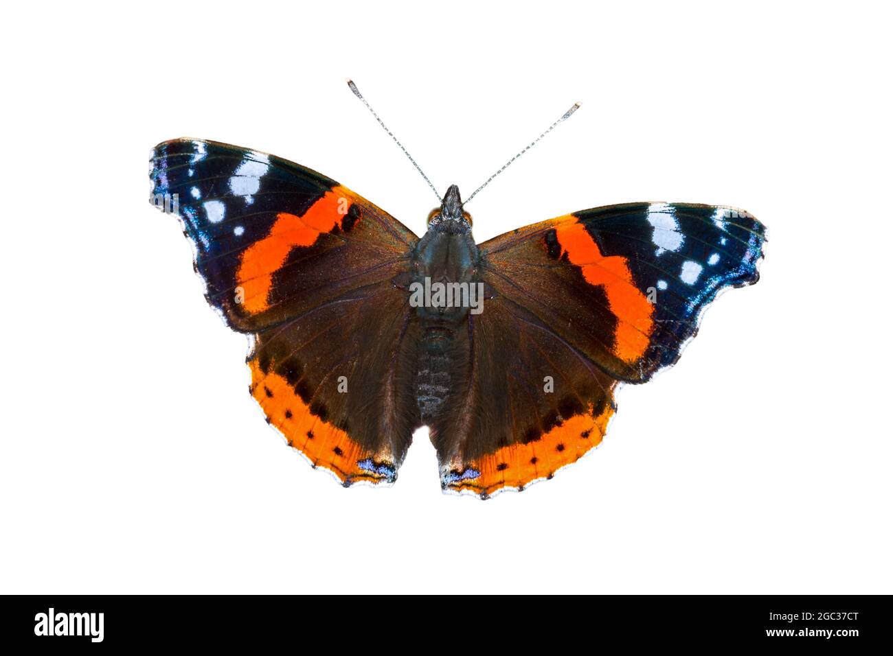 Roter Admiral / Rotadmirable (Vanessa atalanta) Schmetterling vor weißem Hintergrund Stockfoto