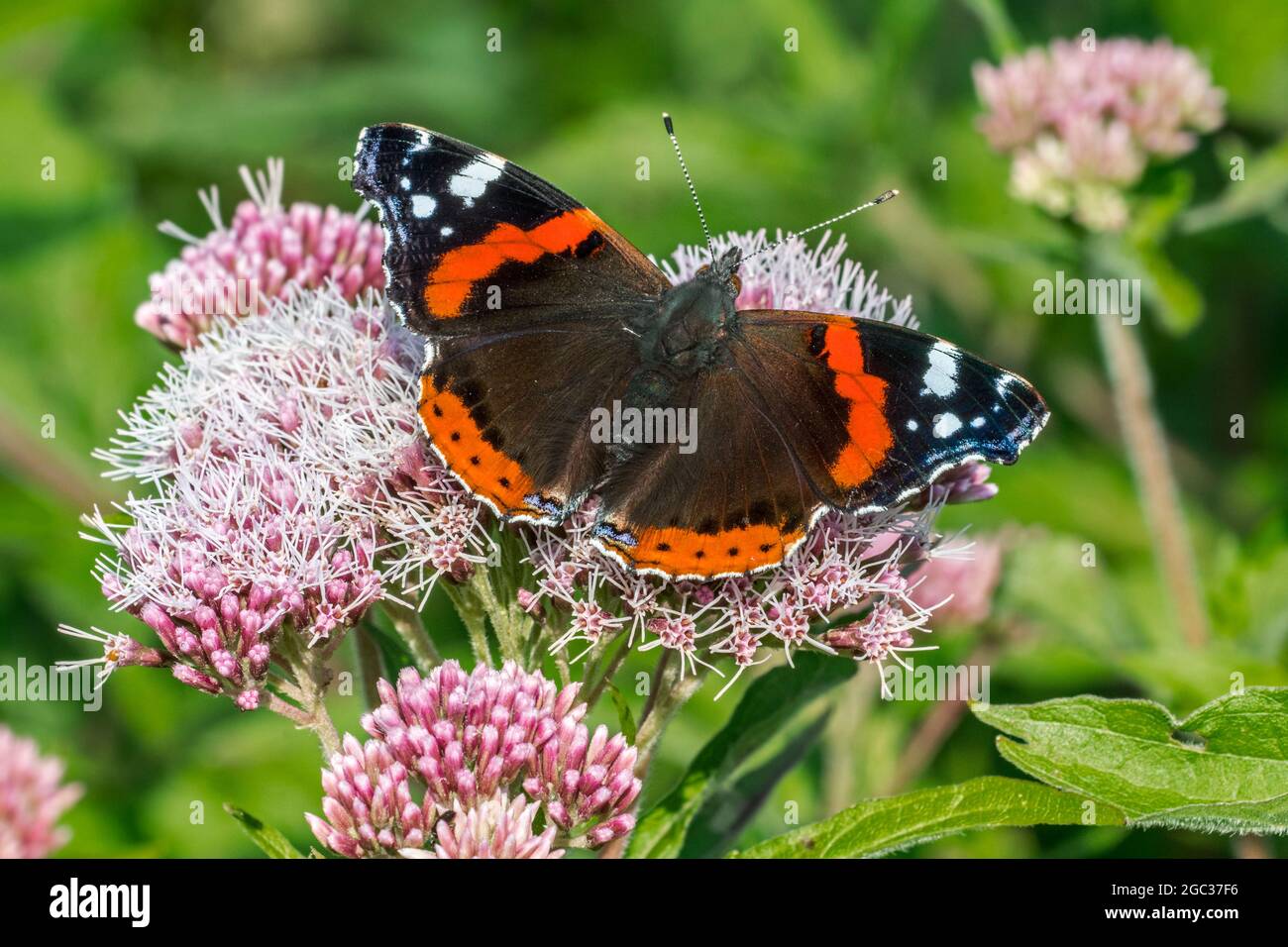 Roter Admiral / Rotadmirable (Vanessa atalanta) Schmetterling bestäubt Hanf-Agrimony / heiliges Seil (Eupatorium cannabinum) Blume im Sommer Stockfoto