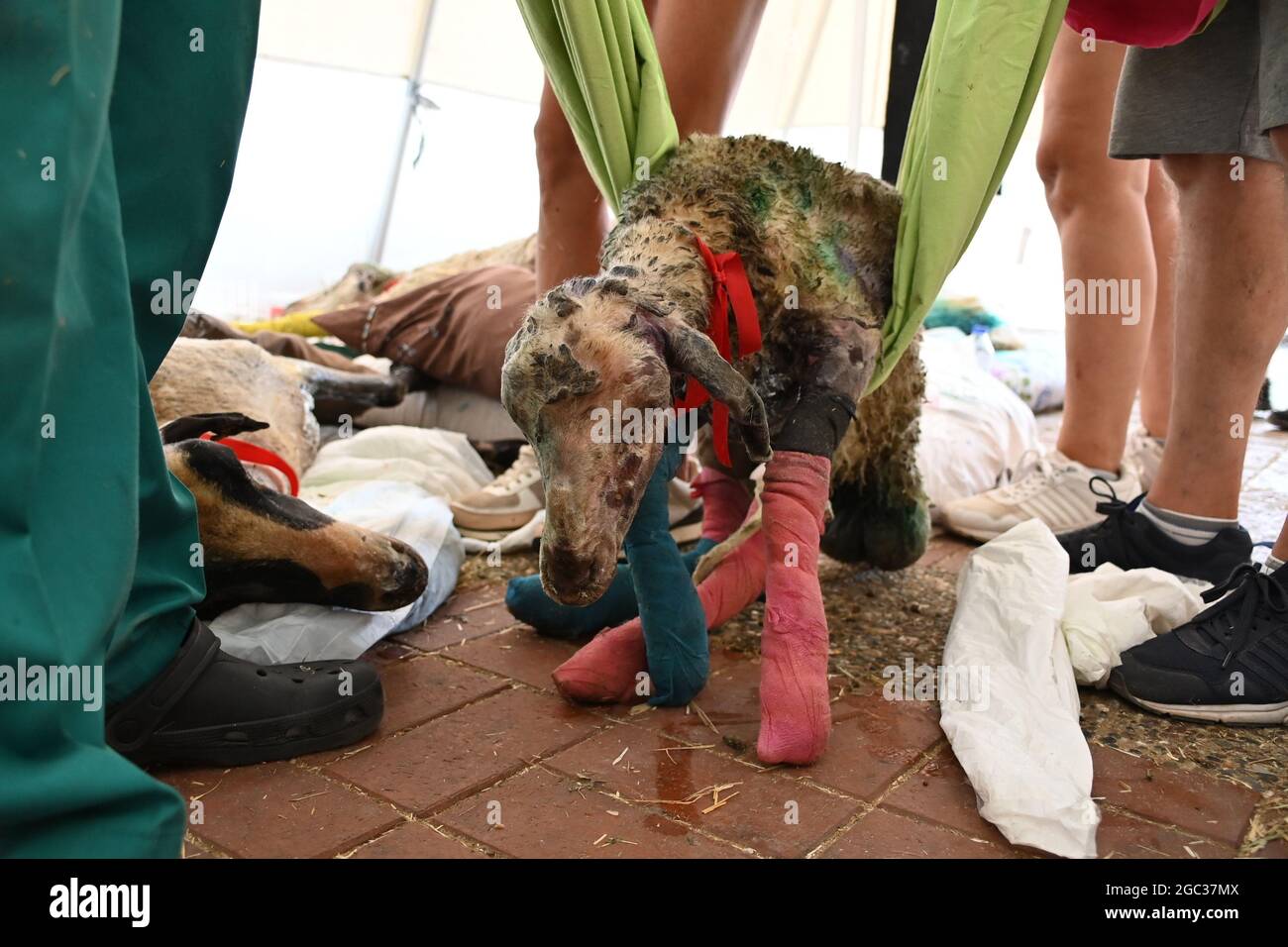 Manavgat, Türkei. August 2021. Helfer neigen dazu, ein Schaf zu verletzen, das bei einem Brand in einer provisorischen Tierklinik der Haytap-Organisation verletzt wird. Quelle: Anne Pollmann/dpa/Alamy Live News Stockfoto