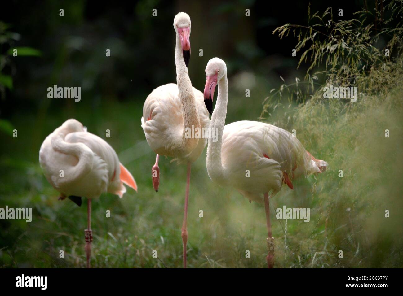 Liberec, Tschechische Republik. August 2021. Erwachsene Flamingos Vögel werden im zoologischen Garten in Liberec während regnerischer Tage in der Tschechischen Republik gesehen. Flamingos sind sehr soziale Vögel, sie leben in Kolonien, deren Population zu Tausenden zählen kann. (Bild: © Slavek Ruta/ZUMA Press Wire) Stockfoto