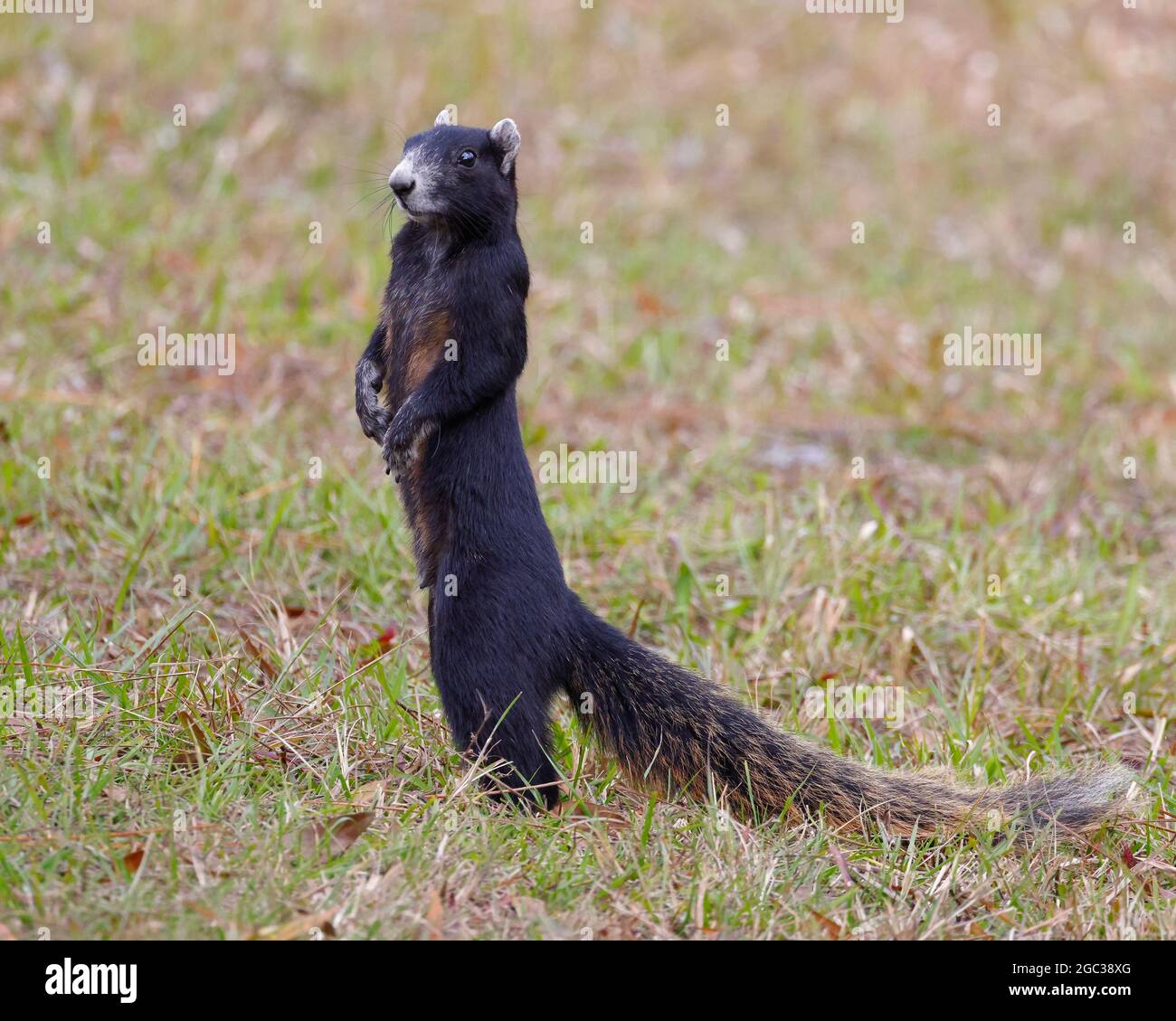Ein großes Zypressenfuchshörnchen, das auf der Weide nach Nahrung jagt. Stockfoto