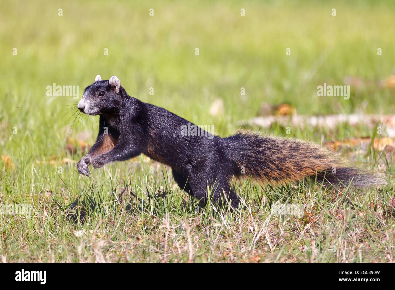 Ein großes Zypressenfuchshörnchen, das auf der Weide nach Nahrung jagt. Stockfoto