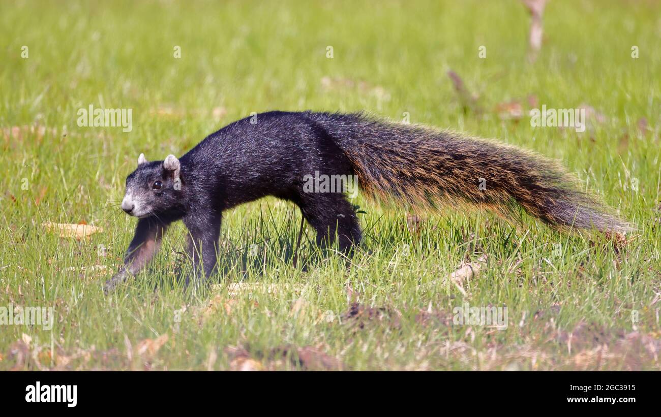 Ein großes Zypressenfuchshörnchen, das auf der Weide nach Nahrung jagt. Stockfoto