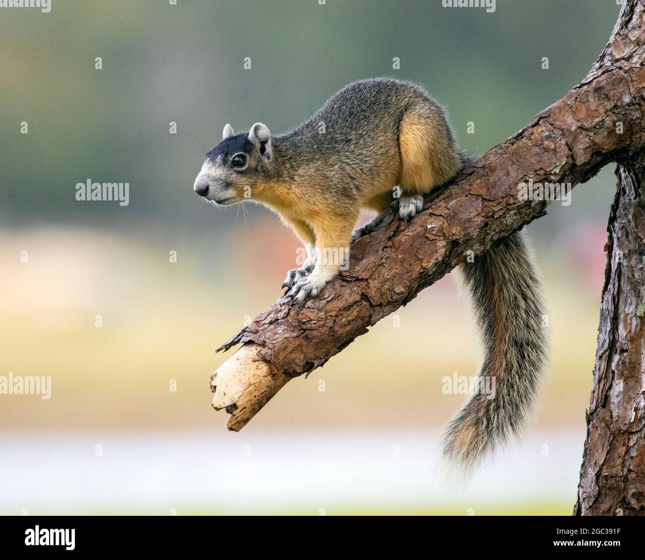 Ein großes Zypressenfuchshörnchen auf Nahrungssuche. Stockfoto