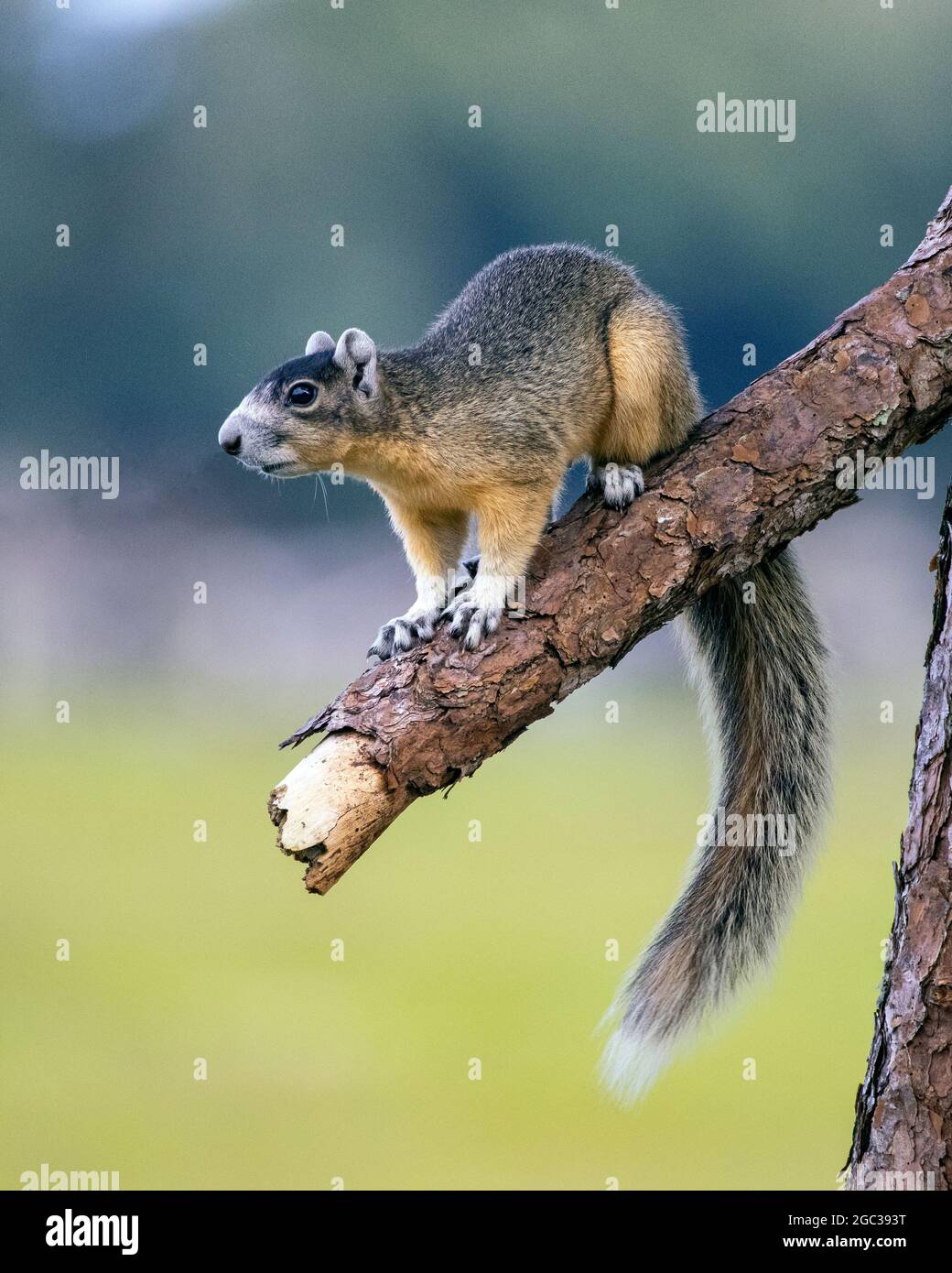 Ein großes Zypressenfuchshörnchen, Sciurus niger avicennia, Futter in Kiefernwäldern Lebensraum. Stockfoto