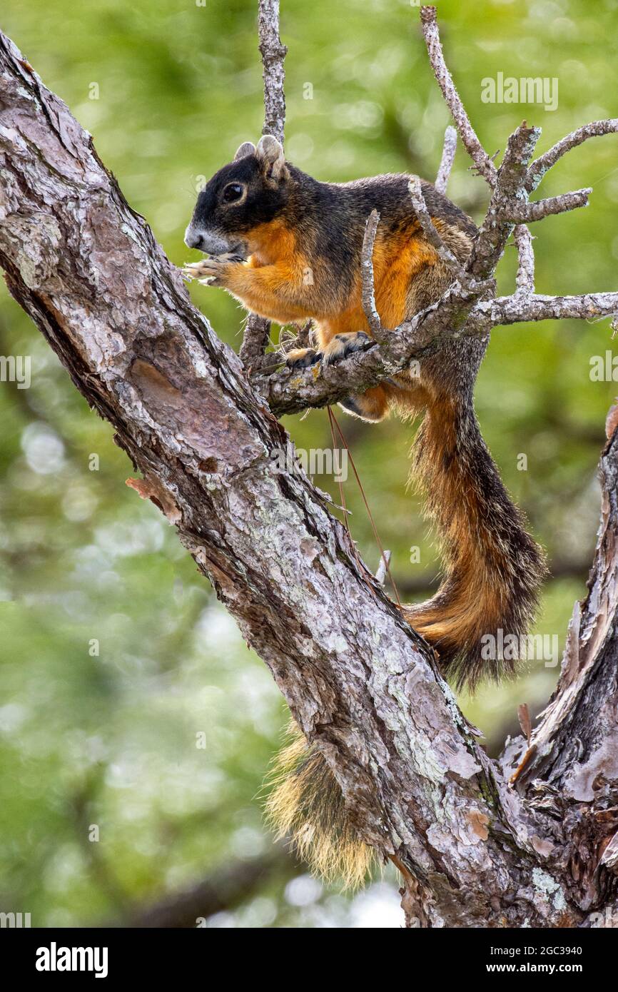 Ein großes Zypressenfuchshörnchen, Sciurus niger avicennia, Futter in Kiefernwäldern Lebensraum. Stockfoto