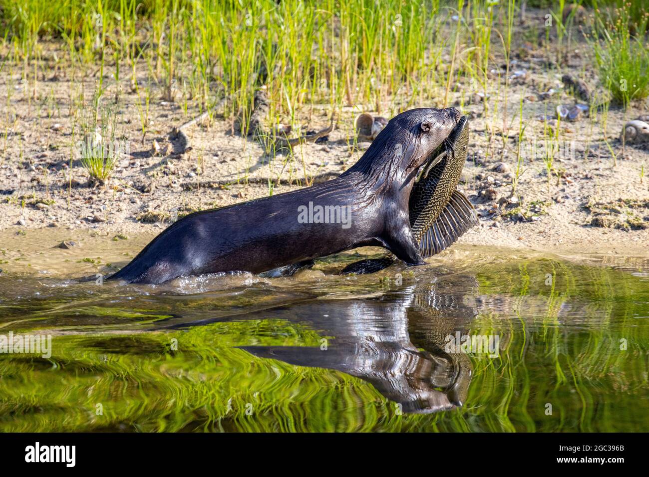 Ein nordamerikanischer Flussotter, Lontra canadensis, der auf einem Segelflossen-Pleco-Fisch oder einem gepanzerten Wels ernährt und ernährt. Stockfoto