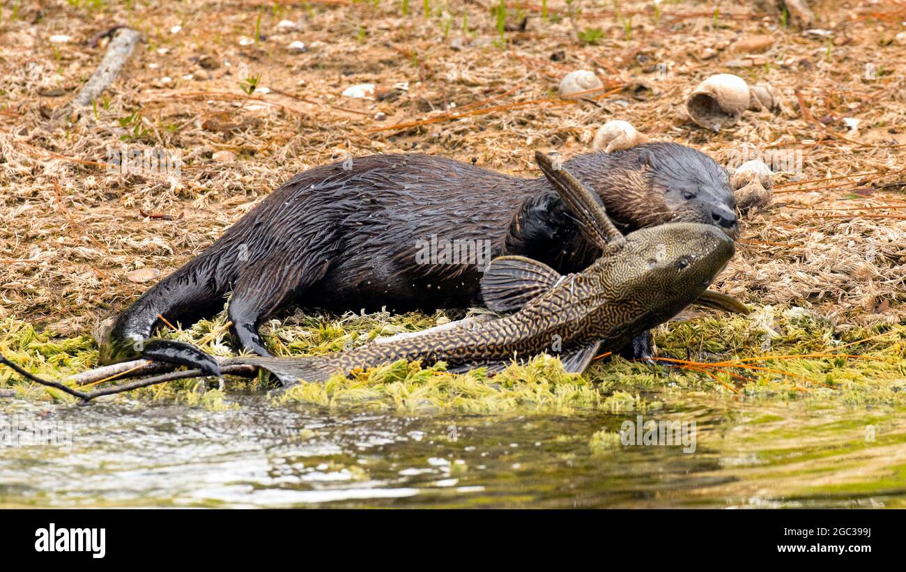 Ein nordamerikanischer Flussotter, Lontra canadensis, der auf einem Segelflossen-Pleco-Fisch oder einem gepanzerten Wels ernährt und ernährt. Stockfoto
