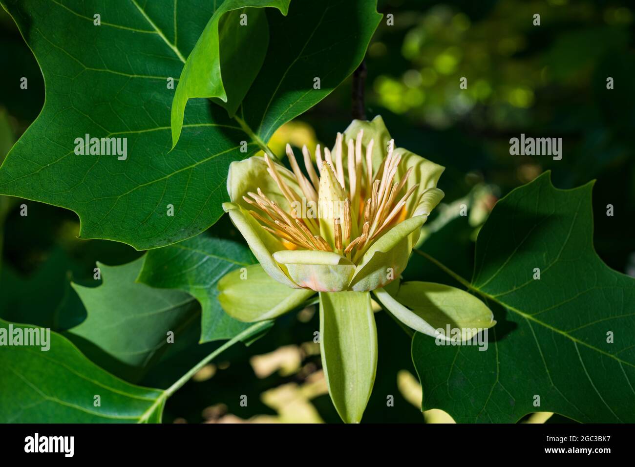 Liriodendron tulipifera, bekannt als Tulpenbaum, amerikanischer Tulpenbaum, Tulpenbaum Stockfoto