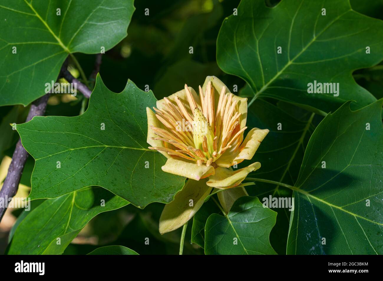 Liriodendron tulipifera, bekannt als Tulpenbaum, amerikanischer Tulpenbaum, Tulpenbaum Stockfoto