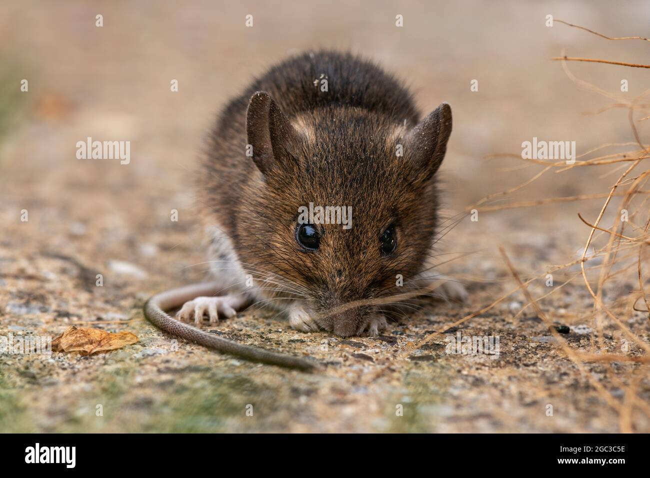 Maus Stockfoto