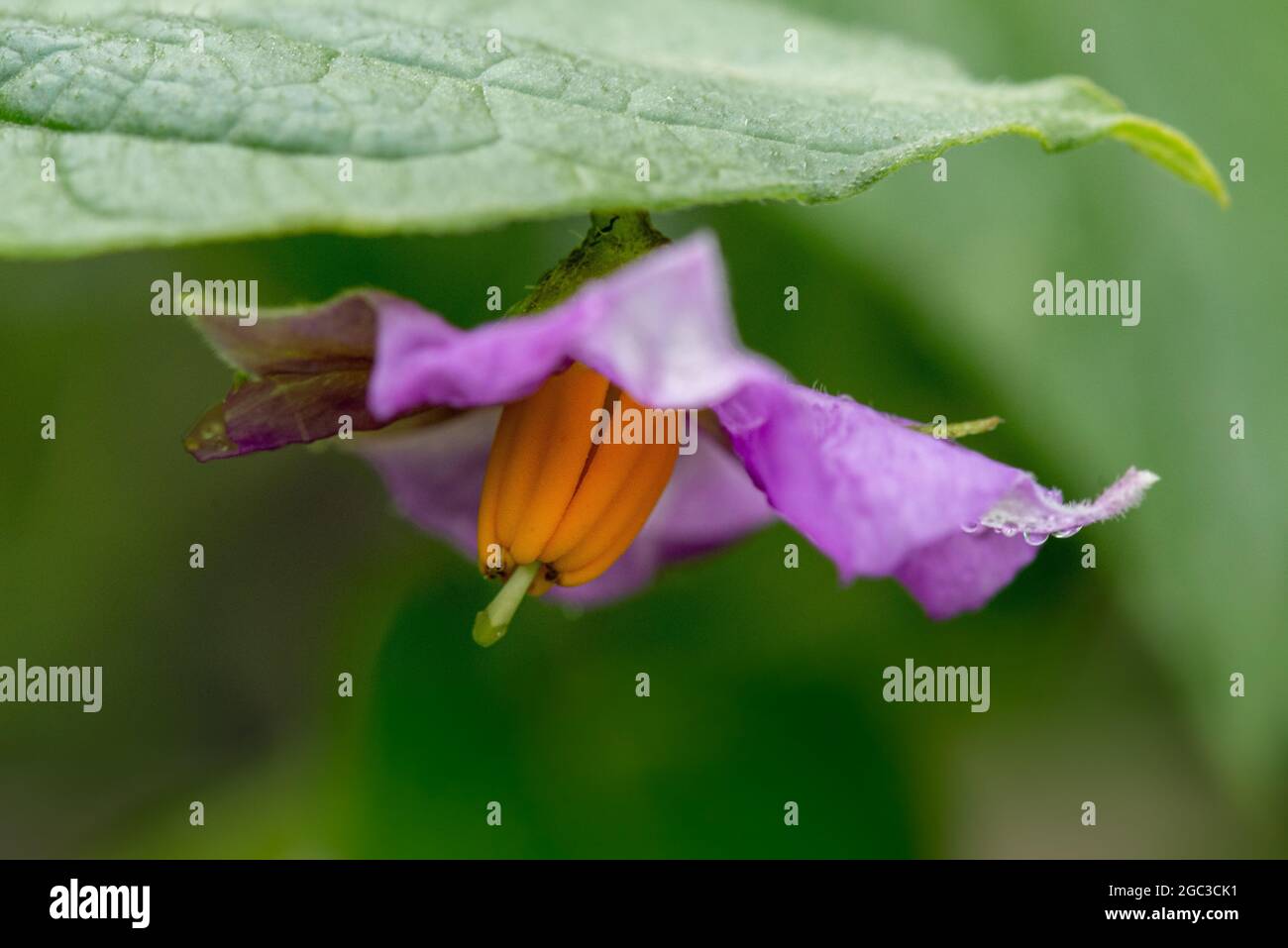 Regentropfen auf der Kartoffelblume Stockfoto