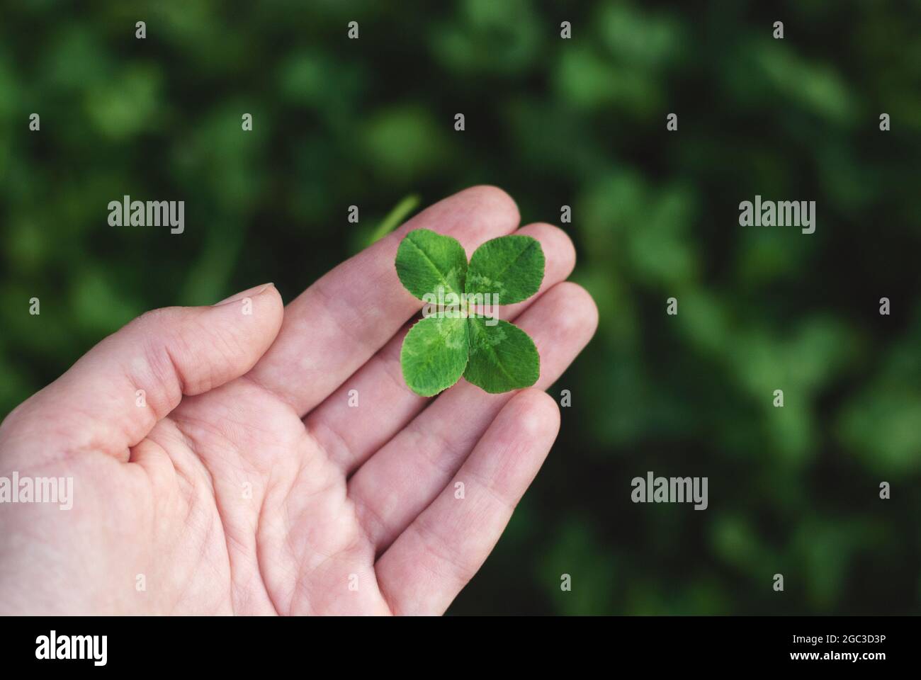 Vierblättriger Kleeblatt in der Hand Stockfoto