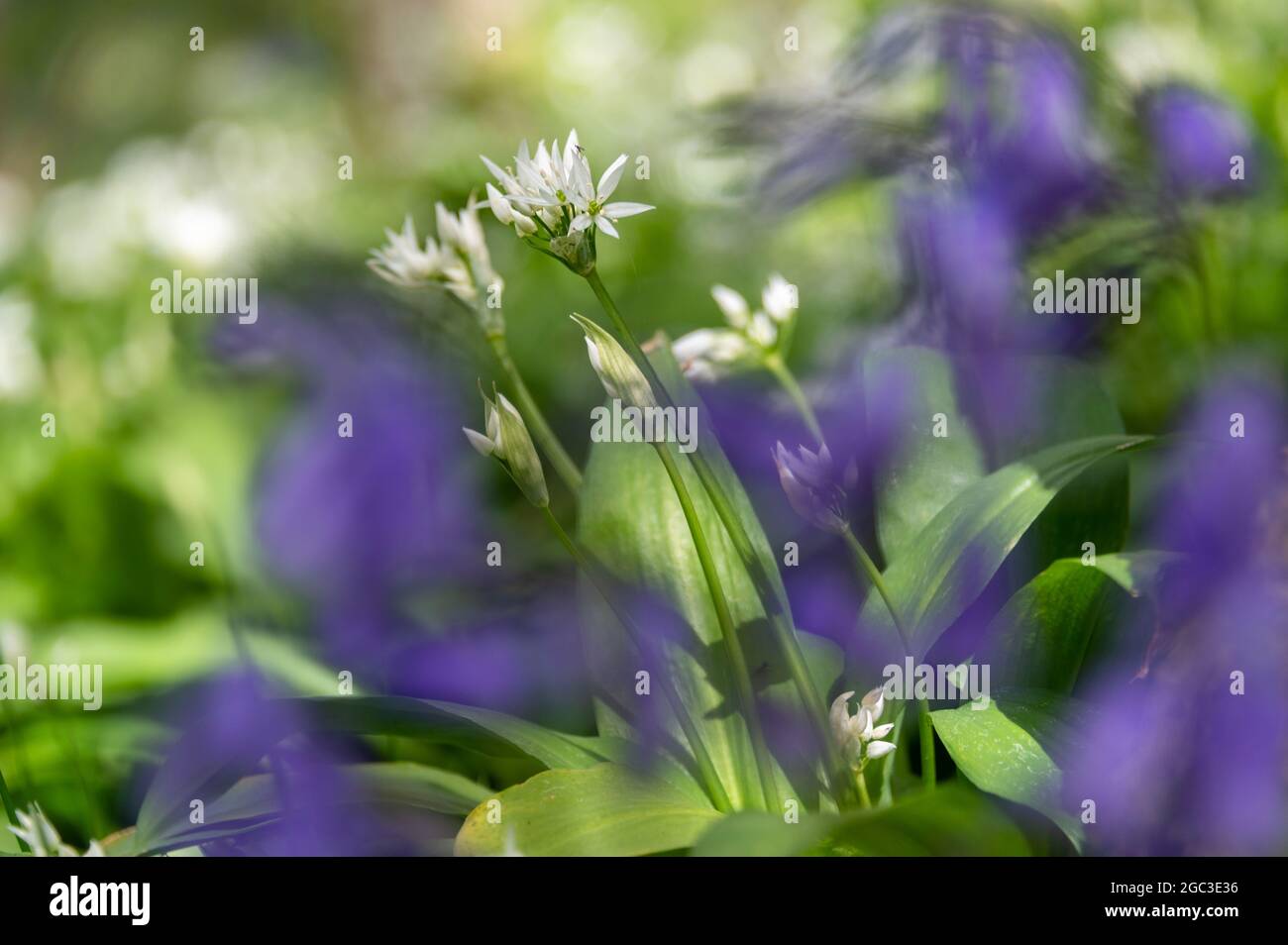 Bärlauch und Bluebells im Wald Stockfoto