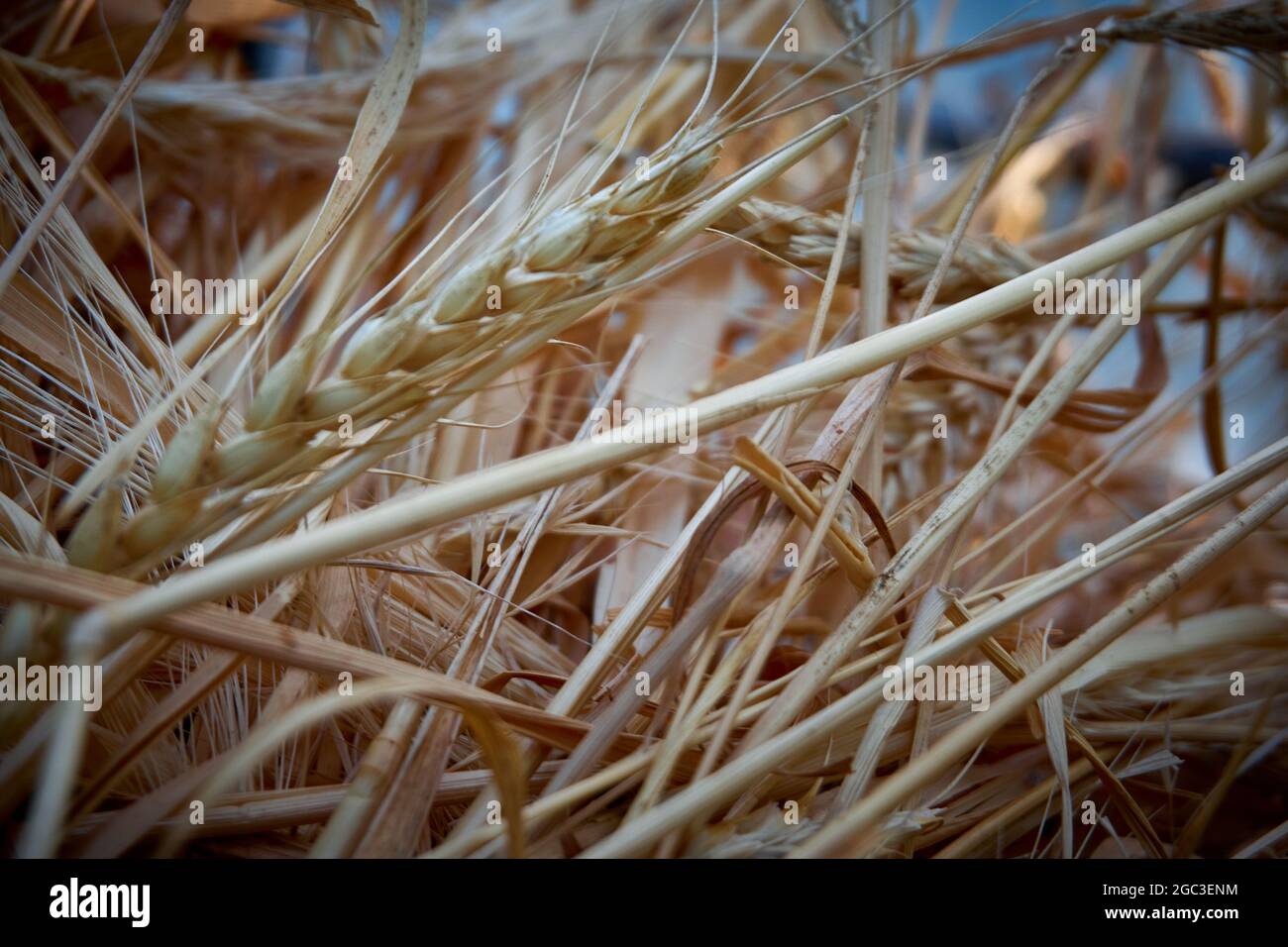 Goldgelber Weizen in der Nähe Stockfoto