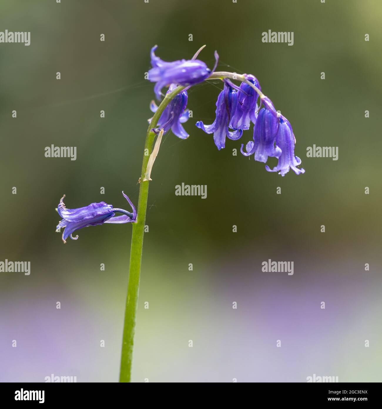 Glockenblumen im Wald Stockfoto