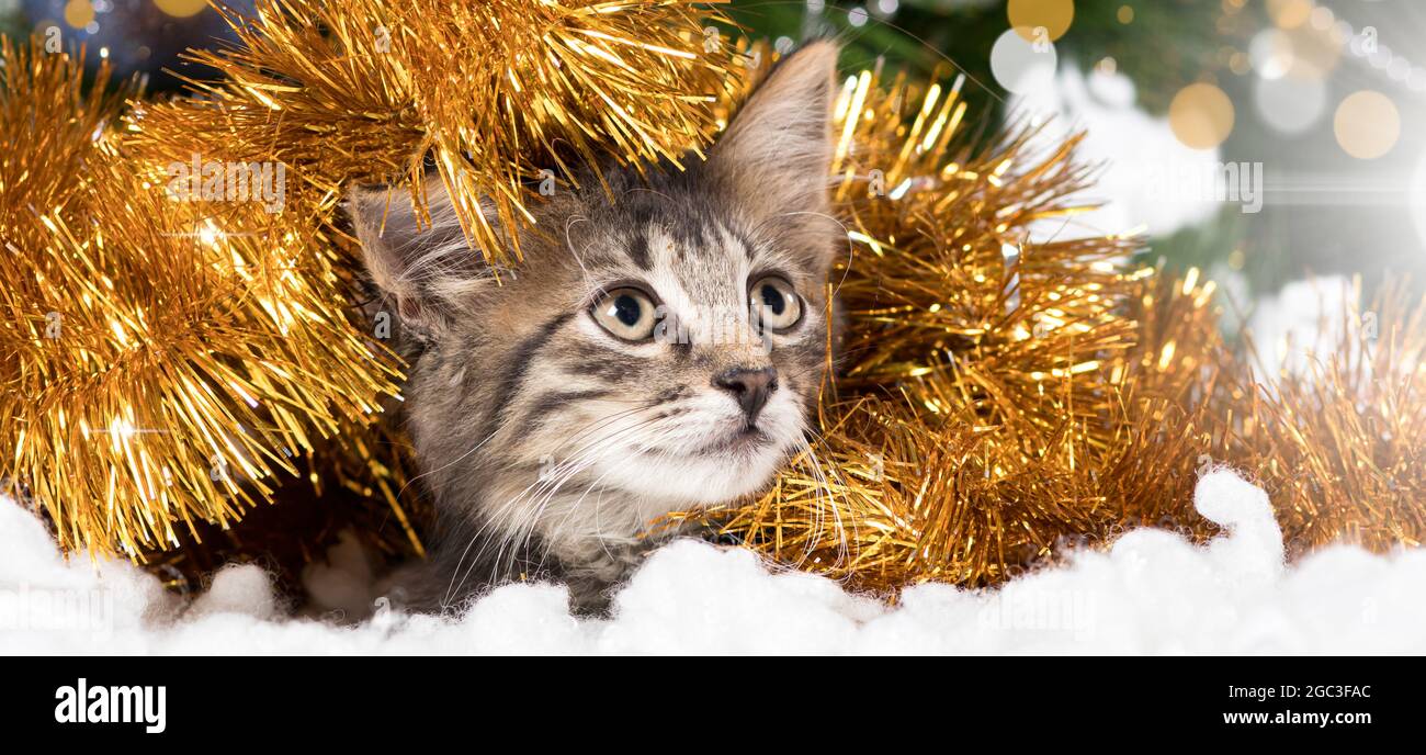 Neujahr Kat. Langes horizontales Banner kleines gestreiftes graues Kätzchen in weichem Schnee und Lametta schaut weg. Stockfoto